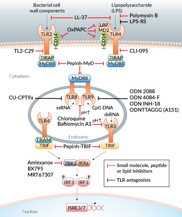 TLR signaling inhibitors and TLR antagonists