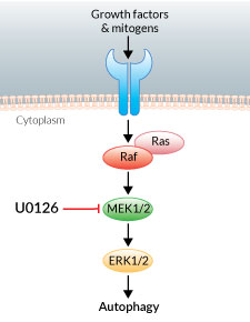MEK1/2 signaling inhibition by U0126