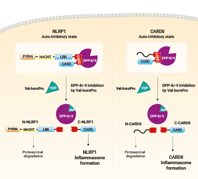 Activation of NLRP1 by Val-boroPro