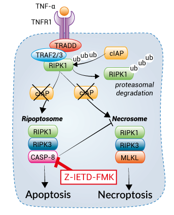 Activation of apoptosis using Z-IETD-FMK
