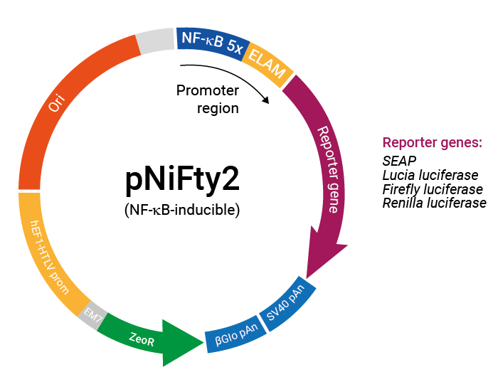 NF-κB-inducible pNiFty2 plasmid