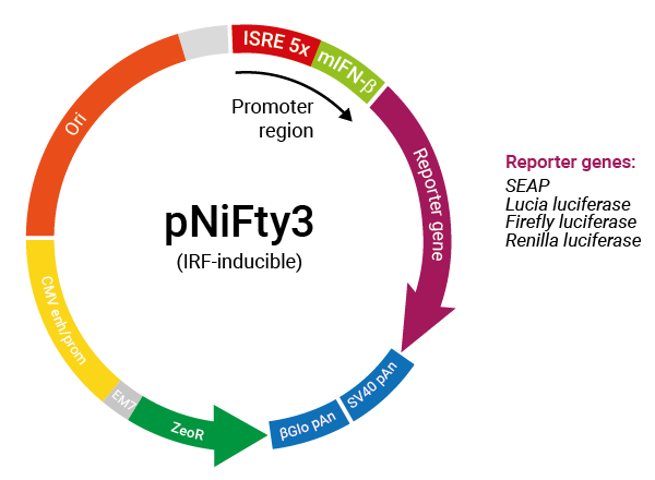 IRF-inducible pNiFty3 plasmid