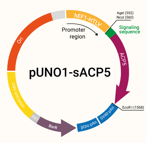 pUNO1-sACP5 plasmid