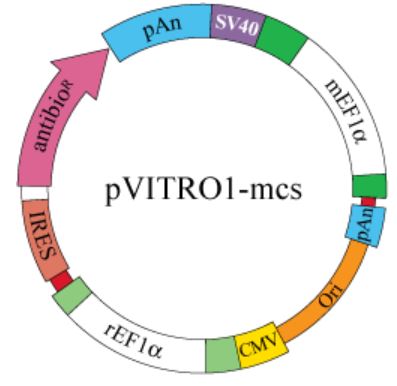 pVITRO1-mcs plasmid map