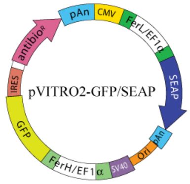 pVITRO2 - GFP - SEAP plasmid map