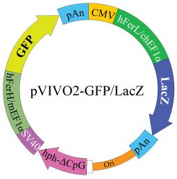 pVIVO2 - GFP - LacZ plasmid map