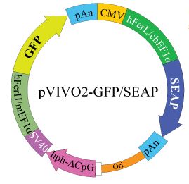 pVIVO2 - GFP - SEAP plasmid map