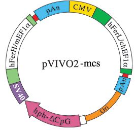pVIVO2 - MCS plasmid map