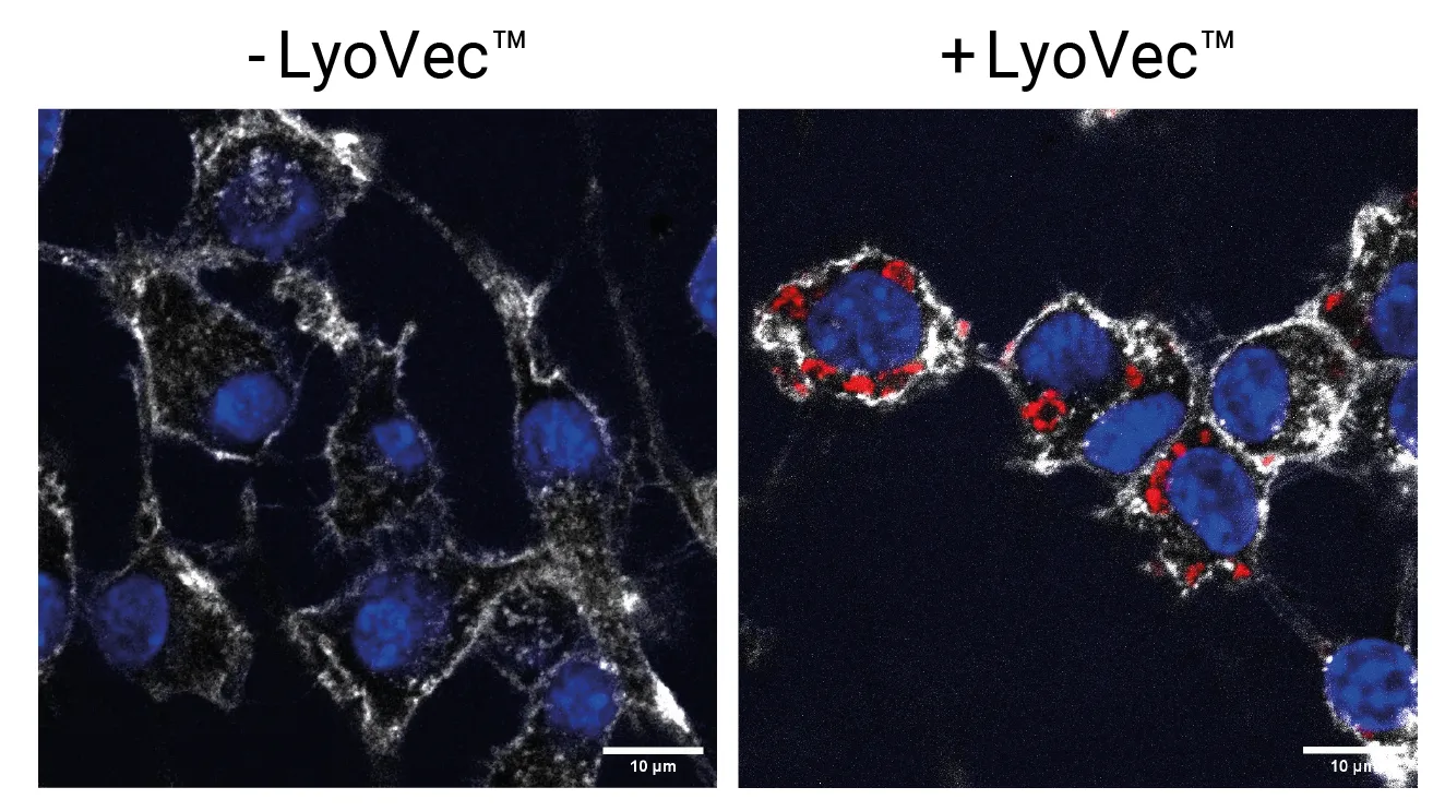 Validation of Cy3 fluorescent labeling by fluorescence microscopy