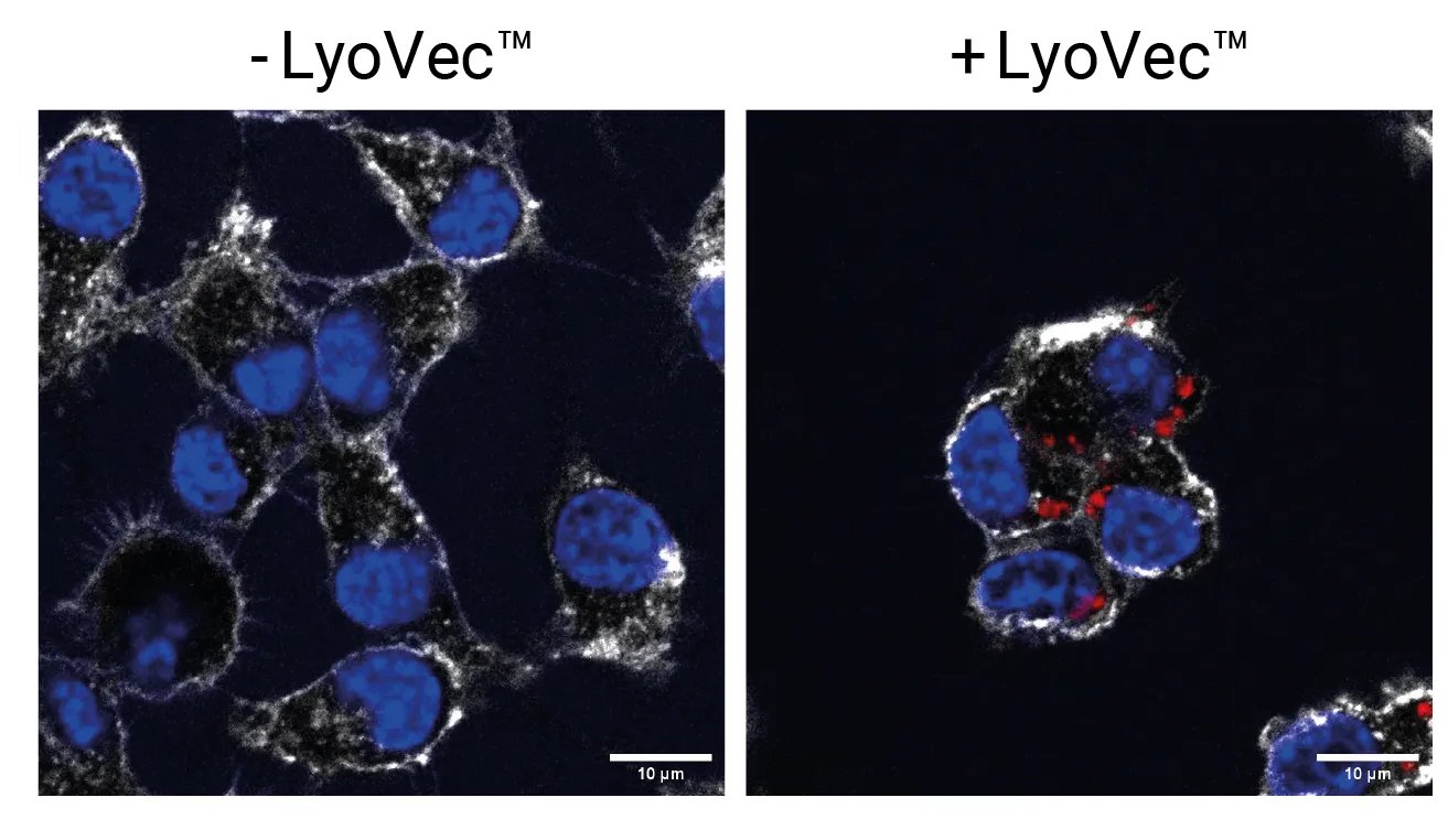Validation of Cy5 fluorescent labeling by fluorescence microscopy