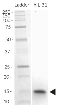 Recombinant human IL-31 detection by SDS-PAGE