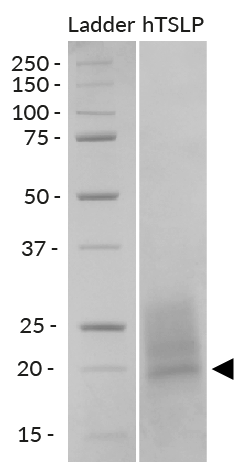 Recombinant human TSLP detection by SDS-PAGE