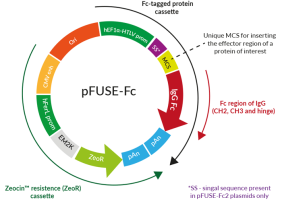 pFUSE-Fc plasmid for production of Fc-fusion proteins
