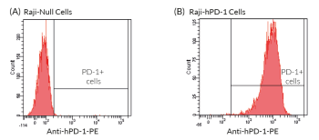 PD-1 is expressed by Raji-hPD-1 cells