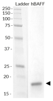 SDS-PAGE analysis of recombinant human BAFF