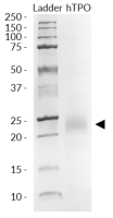 SDS-PAGE analysis of recombinant human (h)TPO