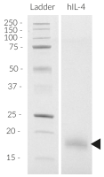 SDS-PAGE analysis of the recombinant human (h)IL-4