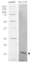 Recombinant human G-CSF detection by SDS-PAGE
