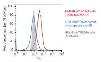 Validation of the expression of human BCMA by HEK-Blue™ BCMA cells
