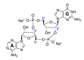 Chemical structure of 2'3'-cGAMP