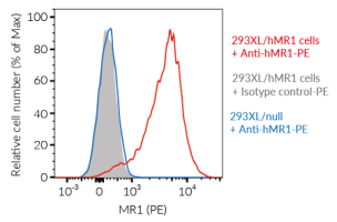 Validation of MR1 expression in 293XL/hMR1 cells