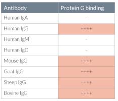 Protein G binding