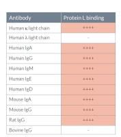Protein L binding