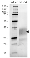 SDS-PAGE analysis of recombinant human (h)IL-34