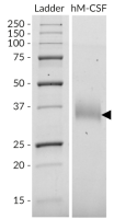 SDS-PAGE analysis of recombinant human (h)M-CSF. 