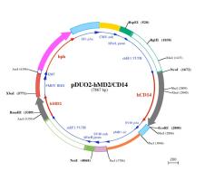 pDUO2-hMD2-CD14 plasmid map