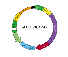 pFUSE-SEAP-Fc plasmid