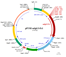 pFUSE-mIgG3-Fc1 plasmid map
