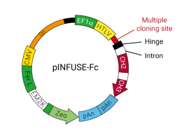 pINFUSE-Fc plasmid