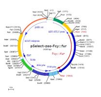 pSELECT-zeo-Fcy::Fur plasmid