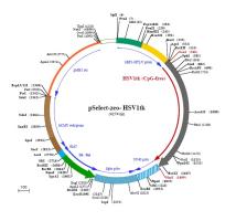 pSELECT-zeo-HSV1tk plasmid