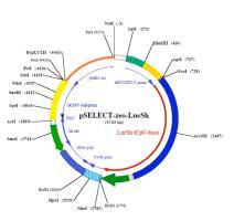 pSELECT-zeo-Luc::Sh plasmid