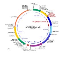 pFUSE2-CLIg-cK plasmid map