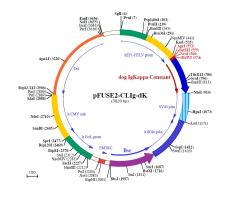 pFUSE2-CLIg-dK plasmid map