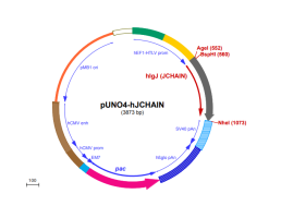 pUNO4-hJCHAIN plasmid map