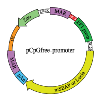 pCpGfree-promoter backbone