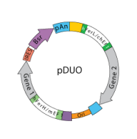 pDUO backbone map