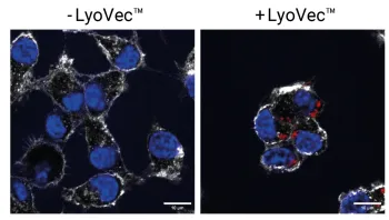 Validation of Cy5 fluorescent labeling by fluorescence microscopy