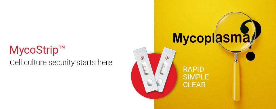 MycoStrip™ - Mycoplasma Detection Kit - InvivoGen