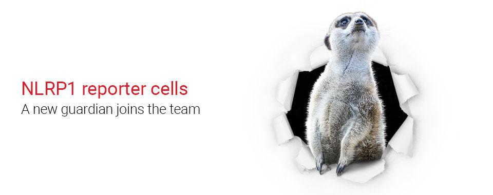 A549-ASC-GFP Reporter Cells for NLRP1 studies