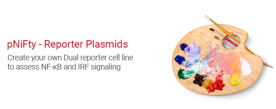 Create your own Dual reporter cell lines