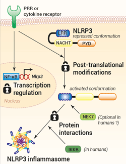 NLRP1 & NLRP3: a tale of two inflammasome sensors