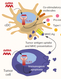 TLR3: racing for vaccine advantages