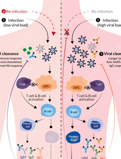 Spotlight on COVID-19: Protective immunity & Re-infection