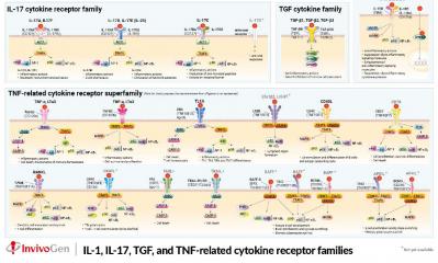 Cytokines pathways posters