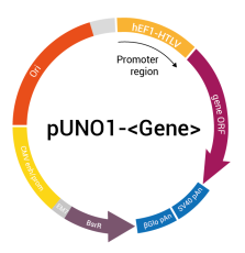 pUNO1 plasmid construct